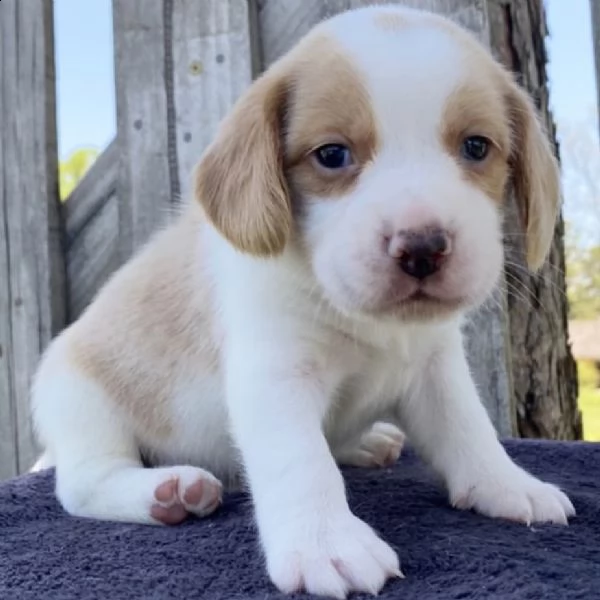 cuccioli di beagle di 12 settimane per adozione