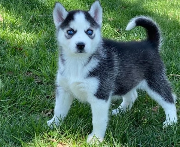 cuccioli di siberian husky