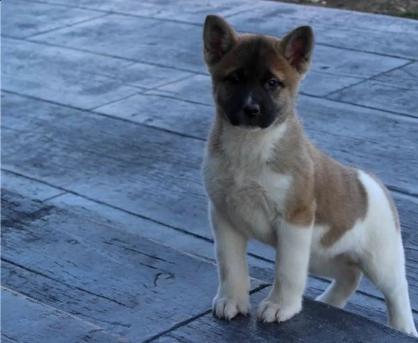 akita inu