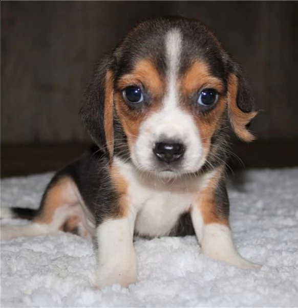 cuccioli di beagle