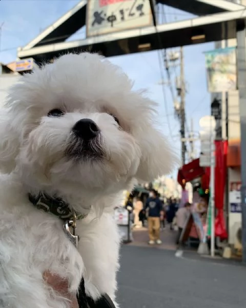 ho cuccioli bolognesi maschi e femmine | Foto 0