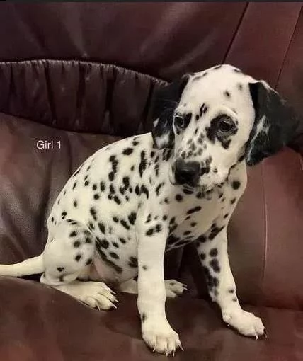 ultimi cuccioli dalmata