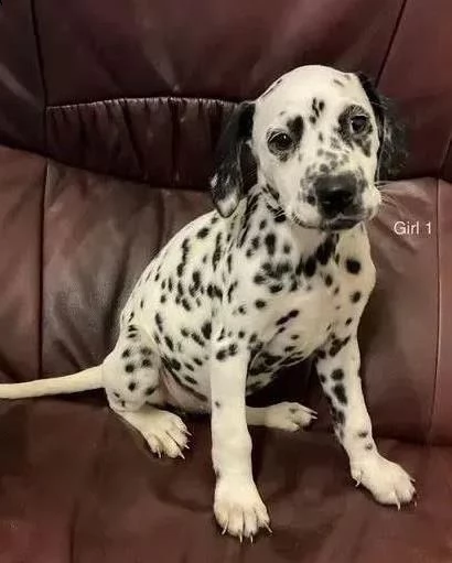 ultimi cuccioli dalmata | Foto 0