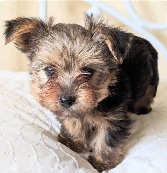 cuccioli di yorkshire terrier