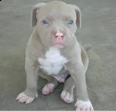 email : arwenbrades10[at]gmail[.com] adorali cuccioli di americano pitbull femminucce e maschietti dispon