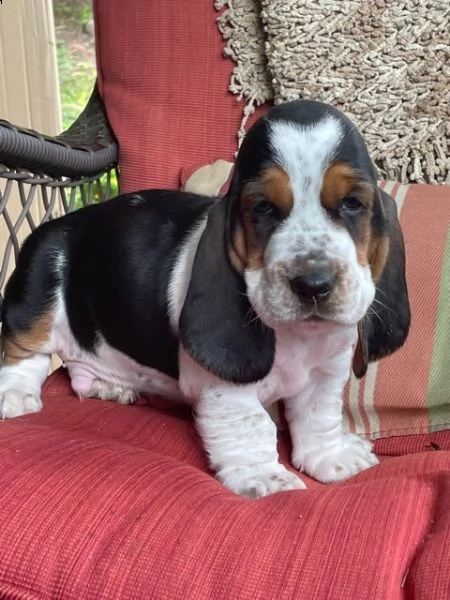 regalo adorabili cuccioli  basset hound femminucce e maschietti gratuita