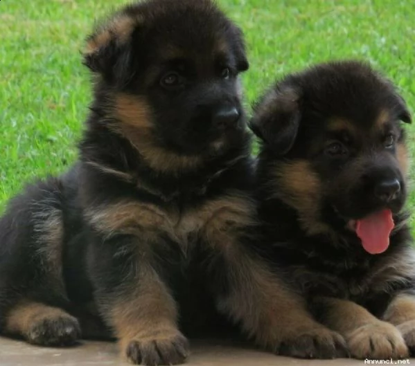 regalo cuccioli di pastore tedesco