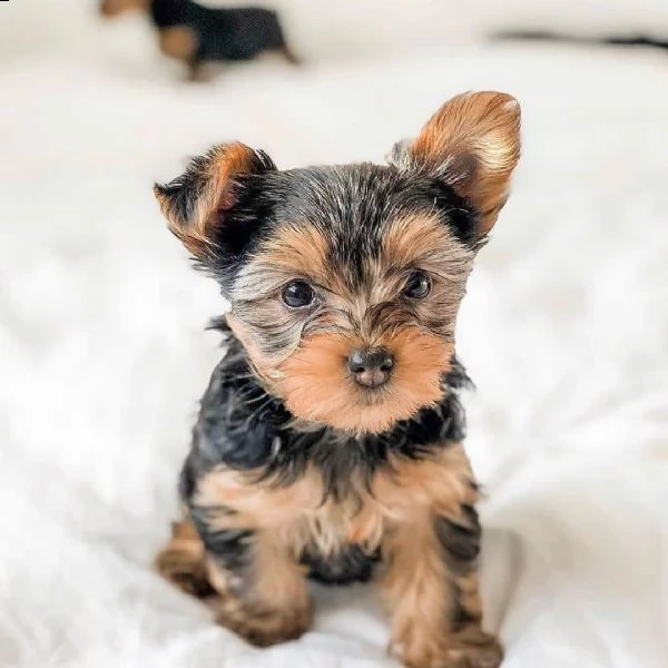 cuccioli di yorkshire terrier