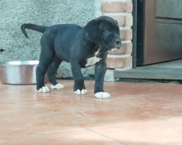 cucciolo di cane corso