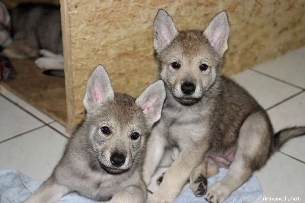 cuccioli di lupo cecoslovacco con pedigree