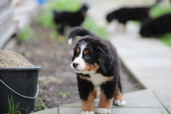  fantastici cuccioli di bovaro del bernese  | Foto 1