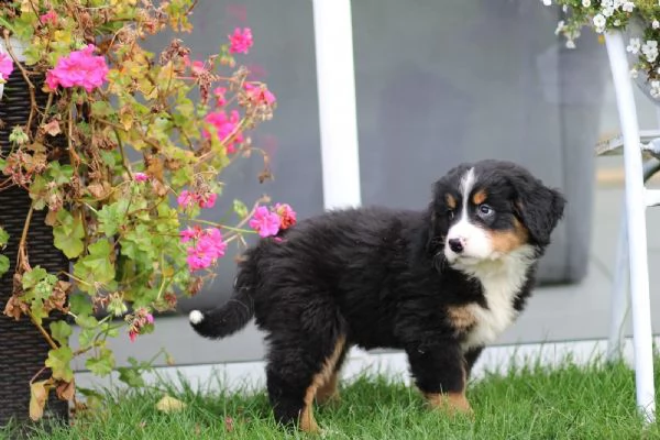  fantastici cuccioli di bovaro del bernese  | Foto 0