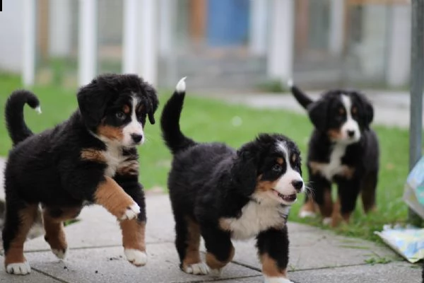  fantastici cuccioli di bovaro del bernese 