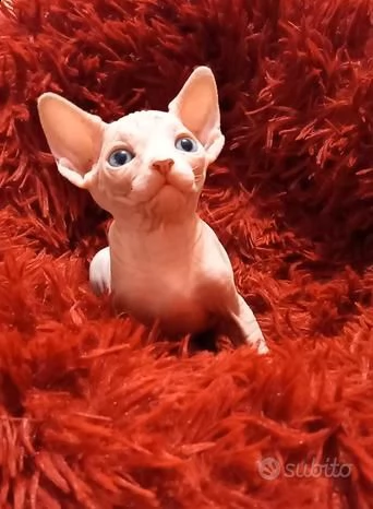 femmina canadian sphynx white occhi azzurri