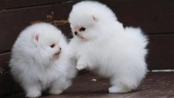 affettuosi cuccioli di pomerania