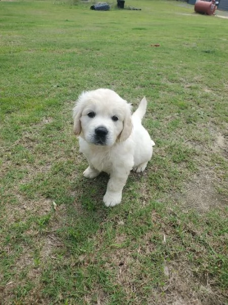 regalo golden retriver cuccioli disponibile per l'adozione