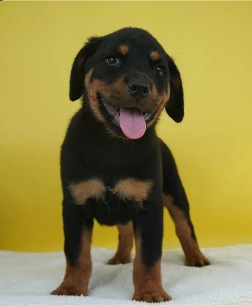 rottweiller cucciolo di rottweiler giocoso pronto per un nuovo amore.