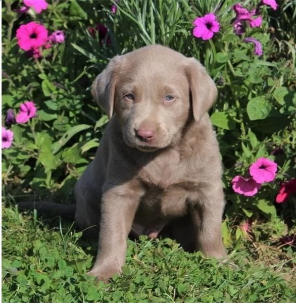  labrador james abbiamo dei bellissimi cuccioli che sono stati entrambi completamente 