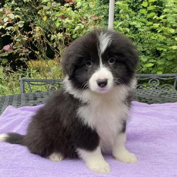 cuccioli border collie