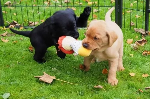 cuccioli di labrador