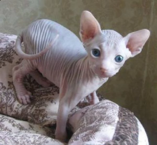 splendidi gattini elf sphynx pronti a partire