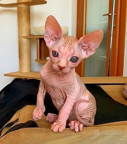 gattini di razza sphynx