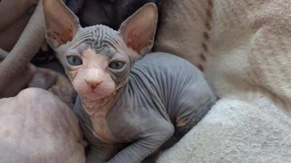 cercando la sua casa per sempre gattino sphynx registrato tica