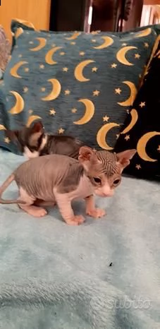 cerco una nuova casa per i miei gattini sphynx | Foto 1