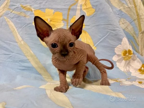 cerco una nuova casa per i miei gattini sphynx | Foto 0