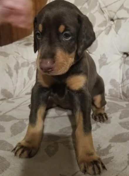 regalo adorabili cuccioli  dobermann