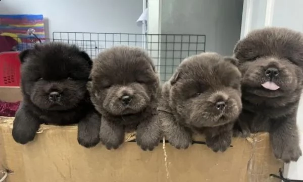 regalo cuccioli di chow chow