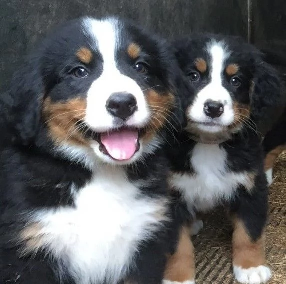 due cuccioli di bovaro del bernese