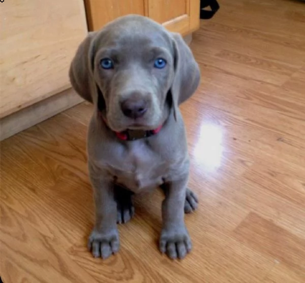  regalo cuccioli weimaraner