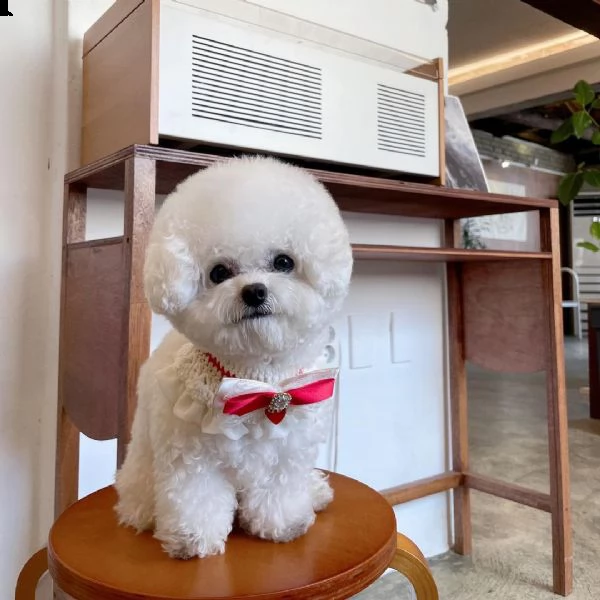   gli animali domestici bichon frise hanno avuto una bellissima cucciolata di bellissimi cuccioli bi