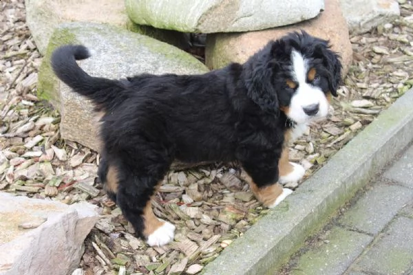 cuccioli di bovaro del bernese