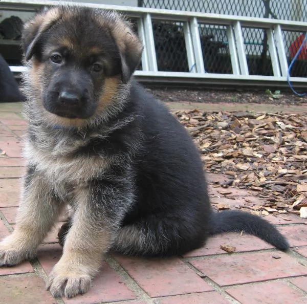 cuccioli di patore tedesco disponibili | Foto 1