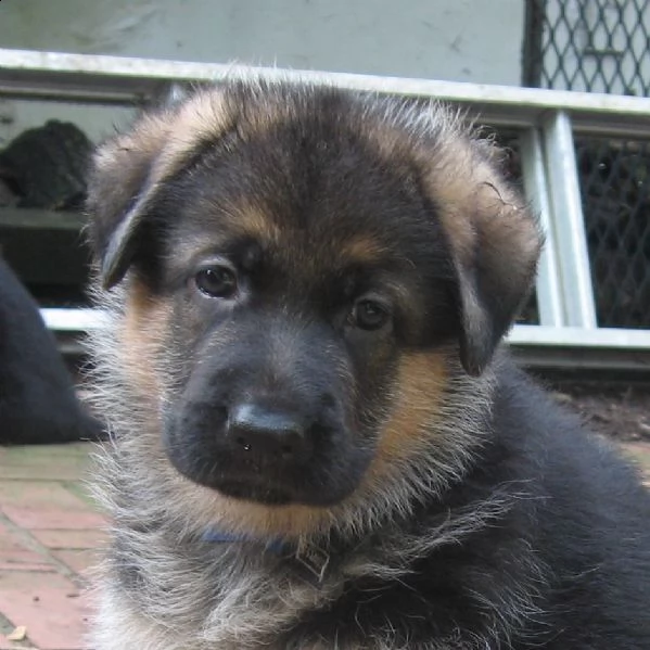 cuccioli di patore tedesco disponibili | Foto 0