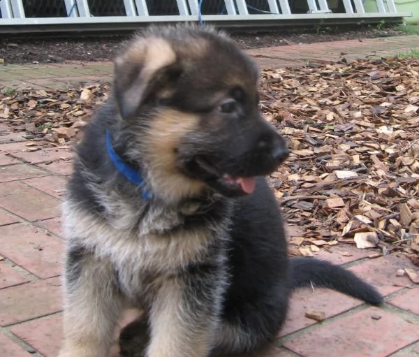 cuccioli di patore tedesco disponibili