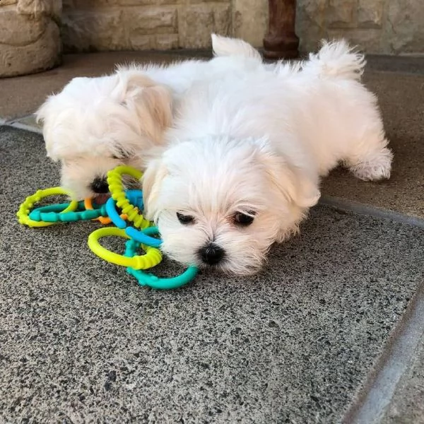 regalo adorabili cuccioli di maltese toy