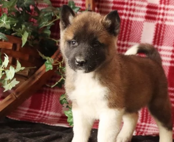 ho cuccioli di akita maschi e femmine