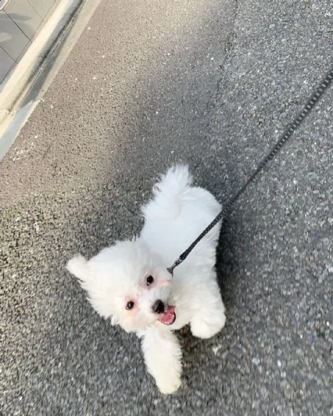 ho cuccioli bolognesi maschi e femmine | Foto 0