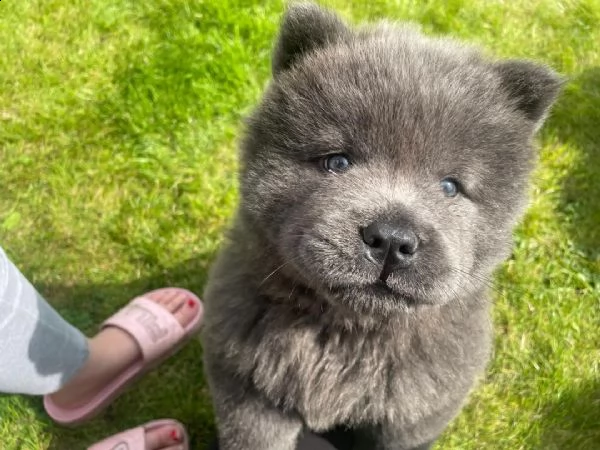 regalo bianchi cuccioli di chow chow