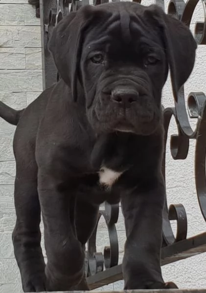 meravigliosa cucciolata di cane corso | Foto 0