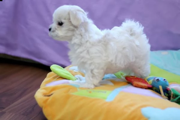 cuccioli di maltese  | Foto 0