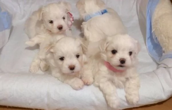 cuccioli di maltese bianco