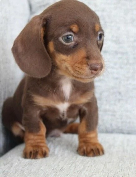  regalo adorabili cuccioli  bassotto femminucce e maschietti