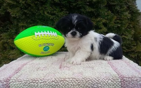  regalo bellissimi cuccioli allevati shih-tzu, colore bianco e nero.