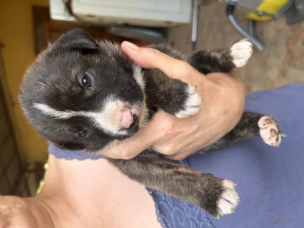 Cuccioli incrocio canecorso e amstaff | Foto 4