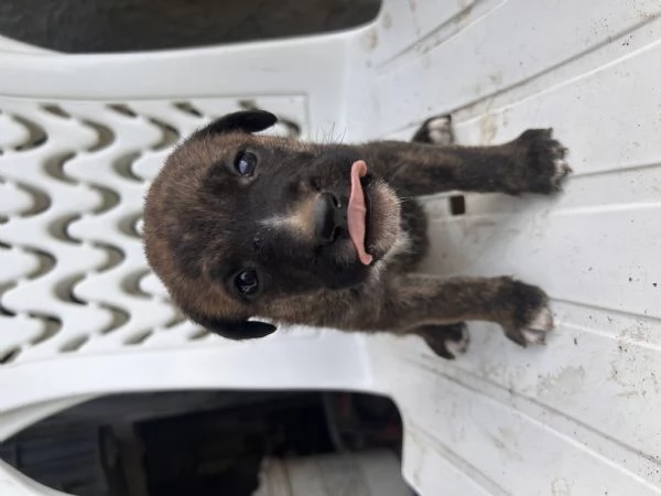 Cuccioli incrocio canecorso e amstaff | Foto 3