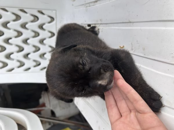 Cuccioli incrocio canecorso e amstaff | Foto 2